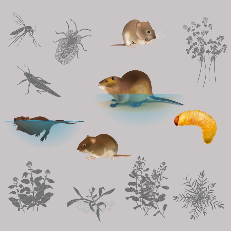 Illustrations de nuisibles et de plantes adventices dessinées pour les étiquettes Bayer